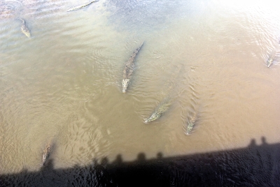 Crocs in the Rio Grande, Costa Rica 2013